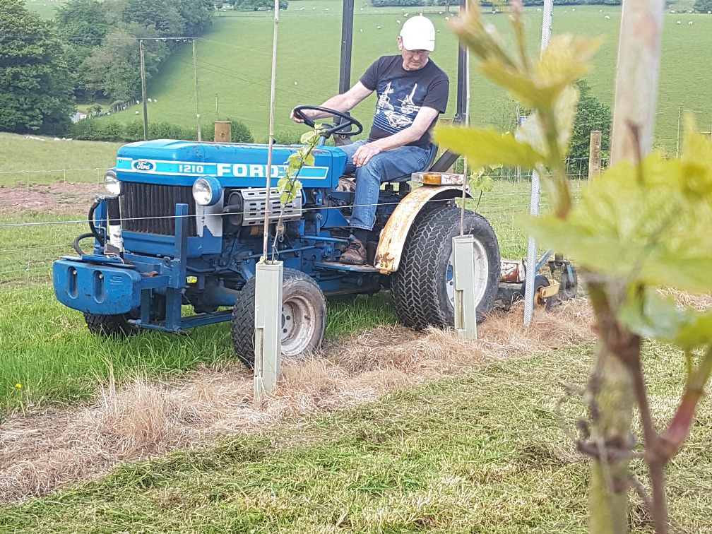 April 2017 ~ Second year for vines . Geoff keeping the vines trimmed April 2017 ~ Second year for vines . Geoff keeping the vines trimmed